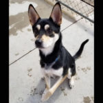 Southern utah adoptable pets Rix