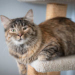 southern utah adoptable pets Tianna