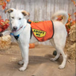 southern utah adoptable pets Toby