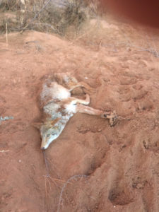 Dangerous animal trapping practices in St. George jeopardize humans and animals alike