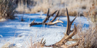 Antler Gathering Ethics course required before gathering shed antlers Before you head out the door to collect shed antlers, you must complete the Division of Wildlife Resources' Antler Gathering Ethics course.