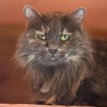 southern utah adoptable pets Caille