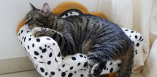 The Independent Southern Utah Adoptable Pets Guide southern utah adoptable pets Cover February 23 2019