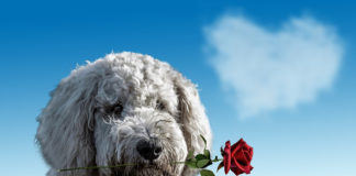 The Independent Southern Utah Adoptable Pets Guide southern utah adoptable pets Cover February 9 2019