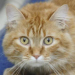 southern utah adoptable pets Hermes