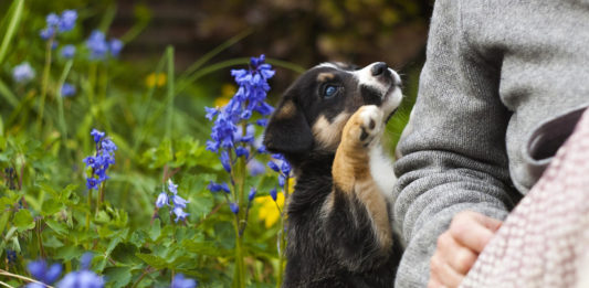 The Center for the Arts at Kayenta presents “Sylvia,” a play about a man, a dog, and a midlife crisis by A.R. Gurney.