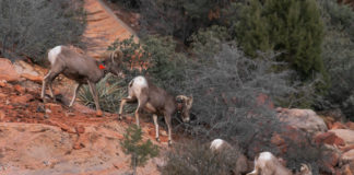 Kolob Canyons set to reopen The Kolob Canyons Visitor Center, the parking lot off of Interstate 15, and all of the Kolob Canyons Road will reopen Feb. 8.