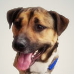 southern utah adoptable pets Lucky