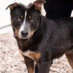 southern utah adoptable pets Stryker