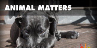 What’s wrong with giving a home to a puppy or kitten from the online classifieds? There are many places to acquire a new pet. What’s wrong with giving a home to a puppy or kitten from the online classifieds?