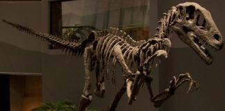 Utahraptor: A state mascot? The Senate approved a proposition to christen Utahraptor as the Utah State Dinosaur. but it was decided to be a recognized insignia of the state instead.