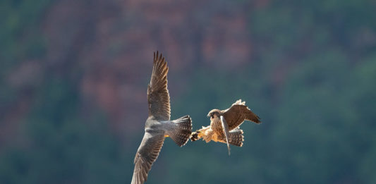 Climbing routes on cliffs used by nesting peregrine falcons in Zion National Park will be temporarily closed beginning March 1.