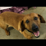 southern utah adoptable pets donald2