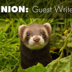 A ferret could save your life Animal research has yielded especially informative insights for researchers developing a universal vaccine against the influenza virus.