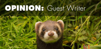 A ferret could save your life Animal research has yielded especially informative insights for researchers developing a universal vaccine against the influenza virus.