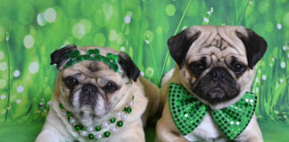 The Independent Southern Utah Adoptable Pets Guide southern utah adopted pets Cover March 16 2019