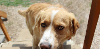 The Independent Southern Utah Adoptable Pets Guide southern utah adoptable pets Cover March 23 2019