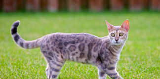 The Independent Southern Utah Adoptable Pets Guide southern utah adoptable pets Cover March 9 2019