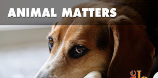 Do we really need Dow AgroSciences to test pesticide on beagles? An investigator documented nearly two dozen experiments that involved tests on dogs, including 36 beagles, for a Dow AgroSciences pesticide.
