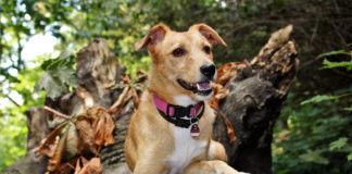 Don’t let dogs chase wildlife Don't let dogs chase wildlife. Here are some tips from Wild Aware Utah about keeping your dogs safe around wildlife.