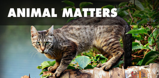 Free spaying and neutering programs are an effective and humane approach to cat population control that also address nuisance complaints of feral cats.