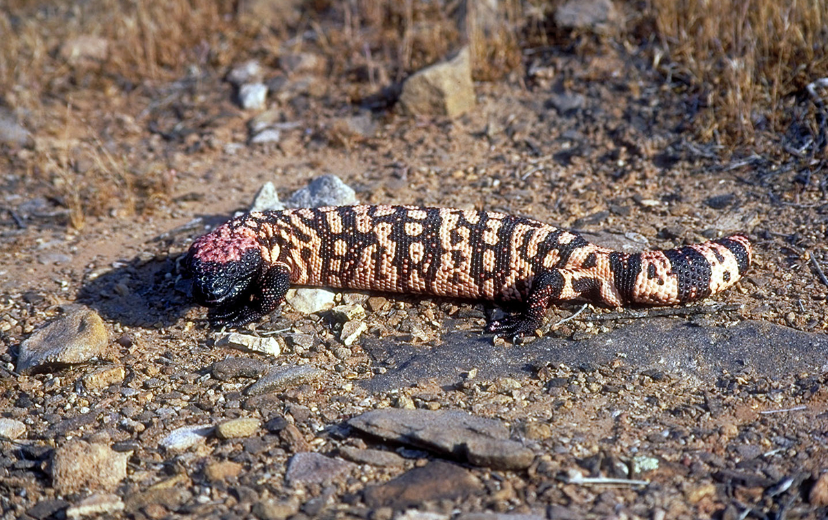 Utah has a state flag, a state emblem, and even a state cooking pot. Now, with the signing of HB144, Utah officially has a state reptile: the Gila monster.