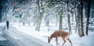 Tips to avoid deer collisions The migration period for deer is typically April and May, and then again in November. Follow these tips to avoid deer collisions.