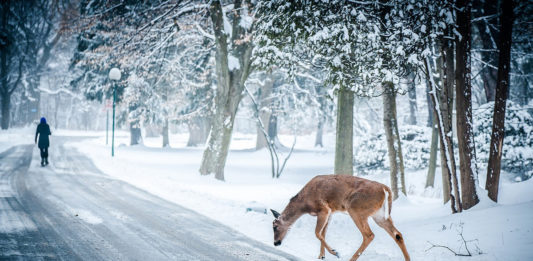 The migration period for deer is typically April and May, and then again in November. Follow these tips to avoid deer collisions.