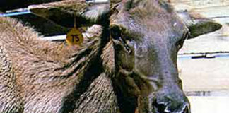 What is zombie deer disease? A transmissible spongiform encephalopathy in deer and elk known as chronic wasting disease, CWD, or "zombie deer disease" has been confirmed in Utah.