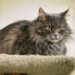 souther utah adoptable pets Clover