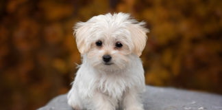 The Independent Southern Utah Adoptable Pets Guide southern utah adoptable pets Cover April 13 2019