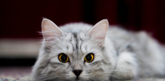 The Independent Southern Utah Adoptable Pets Guide southern utah adoptable pets Cover April 27 2019