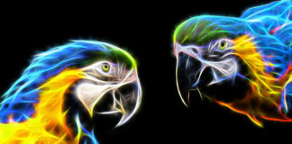 The Independent Southern Utah Adoptable Pets Guide southern utah adoptable pets Cover April 6 2019