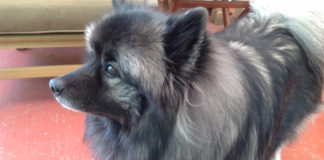 Letter to the editor: Cody’s story I just finished reading your March 2019 article about canine cancer after reading many others, and I just had to tell my Cody’s story.
