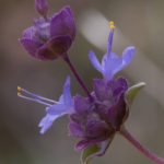 “Wildflowers and other Plants of Zion National Park” is a Zion wildflower app for nature enthusiasts and visitors to Zion and surrounding areas.