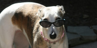 Sighthound Shivoo comes to Kanab At Sighthound Shivoo, you’ll get to visit with rescued greyhounds and sighthounds along with their human families who journey to Kanab for festivities.