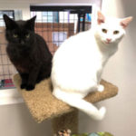 southern utah adoptable pets Wynter and Solomon