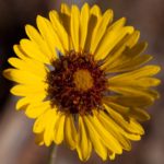 “Wildflowers and other Plants of Zion National Park” is a Zion wildflower app for nature enthusiasts and visitors to Zion and surrounding areas.