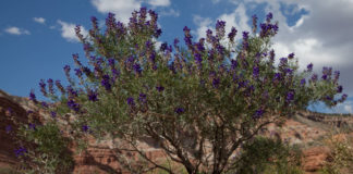 New Zion wildflower app brings expert botany to your phone “Wildflowers and other Plants of Zion National Park” is a Zion wildflower app for nature enthusiasts and visitors to Zion and surrounding areas.