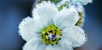 When to plant? Fickle climate keeps gardeners guessing Wondering when to plant? Depending on which category a plant belongs to, planting dates vary from early spring until early summer.