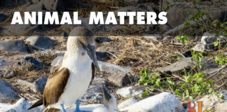 Animal Matters: Lessons from the Galapagos The lesson I learned from the Galapagos is that we must learn to respect the environment and the other species we share Earth with before it is too late.