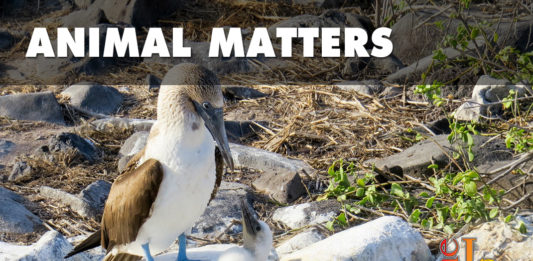 The lesson I learned from the Galapagos is that we must learn to respect the environment and the other species we share Earth with before it is too late.