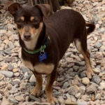 southern utah adoptable pets Brownie