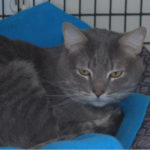 southern utah adoptable pets Catero