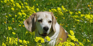 The Independent Southern Utah Adoptable Pets Guide southern utah adoptable pets Cover June 1 2019