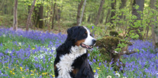 The Independent Southern Utah Adoptable Pets Guide southern utah adoptable pets Cover May 11 2019