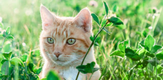 The Independent Southern Utah Adoptable Pets Guide southern utah adoptable pets Cover May 18 2019