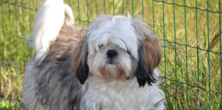 The Independent Southern Utah Adoptable Pets Guide southern utah adoptable pets Cover May 25 2019