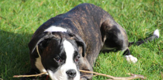 The Independent Southern Utah Adoptable Pets Guide southern utah adoptable pets Cover May 4 2019