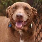 southern utah adoptable pets Rella